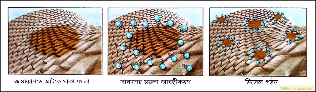 নবম শ্রেণী - ভৌতবিজ্ঞান - পদার্থ : পরমাণুর গঠন ও পদার্থের ভৌত ও রাসায়নিক ধর্মসমূহ - দ্রবণ - প্রশ্ন ও উত্তর 6 সাবানের সাহায্যে জামাকাপড়ের ময়লা কীভাবে অপসারিত হয়?