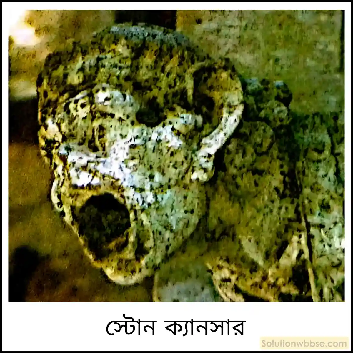 নবম শ্রেণী - ভৌতবিজ্ঞান - পদার্থ : পরমাণুর গঠন ও পদার্থের ভৌত ও রাসায়নিক ধর্মসমূহ - অ্যাসিড, ক্ষার, লবণ - প্রশ্ন ও উত্তর 20 পরিবেশের ওপর অম্লবৃষ্টির প্রভাব সম্বন্ধে আলোচনা করো।