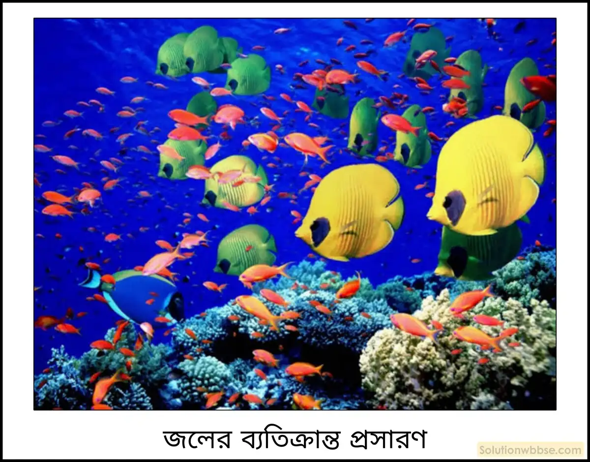নবম শ্রেণী - ভৌতবিজ্ঞান - তাপ - জলের ব্যতিক্রান্ত প্রসারণ - প্রশ্ন ও উত্তর 4 জলজ জীবের বা সামুদ্রিক জীবের ওপর জলের ব্যতিক্রান্ত প্রসারণের প্রভাব আলোচনা করো।