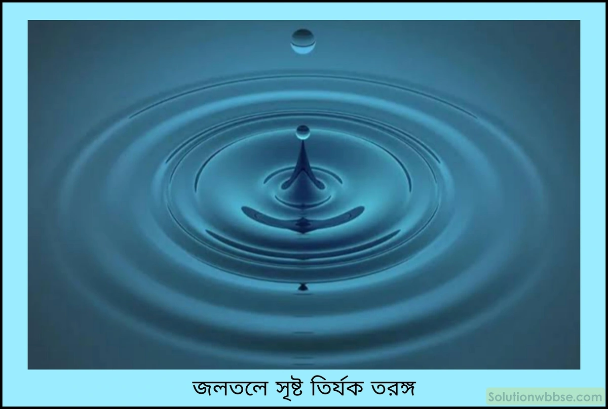 নবম শ্রেণী - ভৌতবিজ্ঞান - শব্দ - শব্দের বিস্তার : তরঙ্গ - প্রশ্ন ও উত্তর 9 তির্যক তরঙ্গের ধারণা ব্যাখ্যা করো। এর উদাহরণসহ সংজ্ঞা দাও।