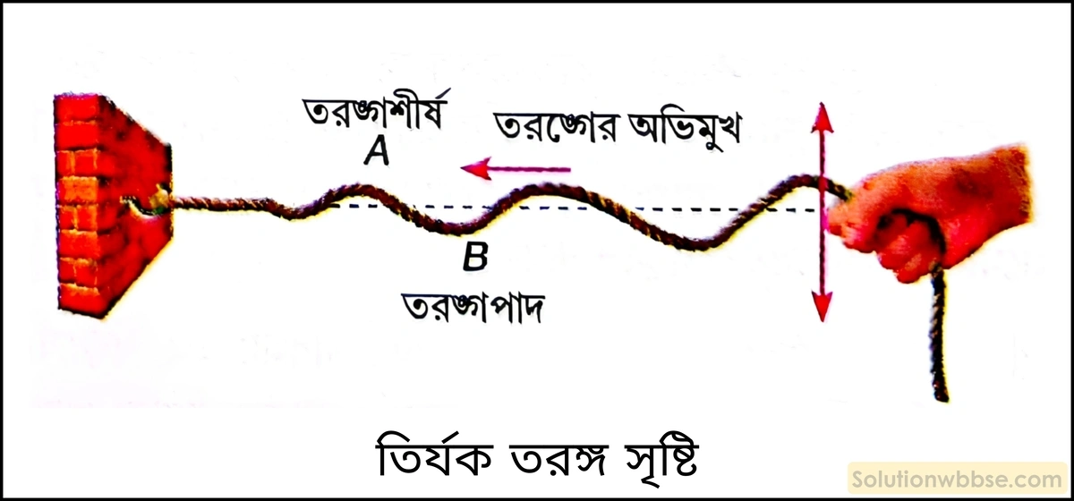 নবম শ্রেণী - ভৌতবিজ্ঞান - শব্দ - শব্দের বিস্তার : তরঙ্গ - প্রশ্ন ও উত্তর 13 একটি লম্বা দড়ি ব্যবহার করে তির্যক তরঙ্গ কীভাবে সৃষ্টি করা যায়? চিত্রসহ ব্যাখ্যা করো।