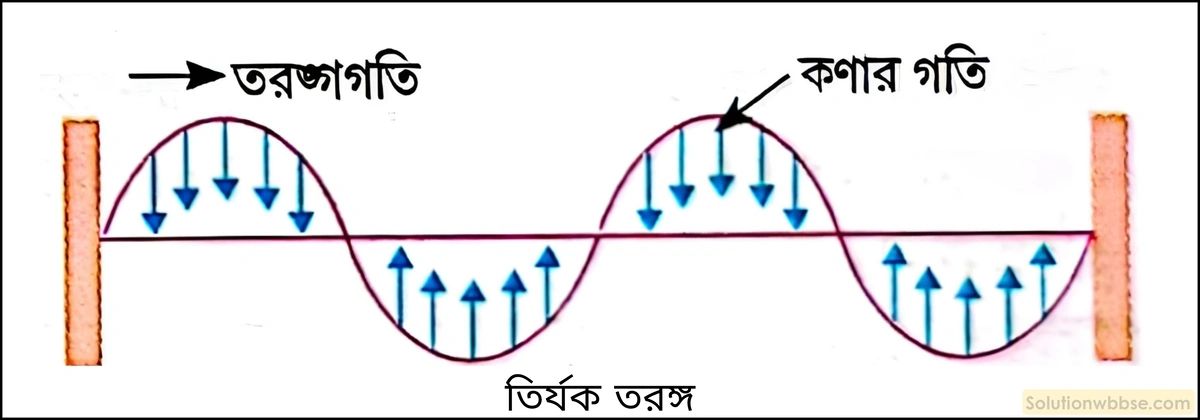 নবম শ্রেণী - ভৌতবিজ্ঞান - শব্দ - শব্দের বিস্তার : তরঙ্গ - প্রশ্ন ও উত্তর 8 তির্যক তরঙ্গের ধারণা ব্যাখ্যা করো। এর উদাহরণসহ সংজ্ঞা দাও।