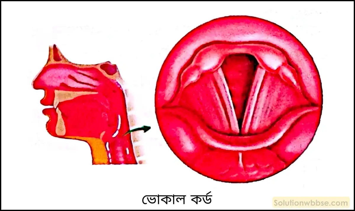 নবম শ্রেণী - ভৌতবিজ্ঞান - শব্দ - শব্দের উৎস : কম্পন - প্রশ্ন ও উত্তর 6 মানুষের স্বরতন্ত্রীতে শব্দ উৎপাদনের কৌশল সংক্ষেপে ব্যাখ্যা করো।