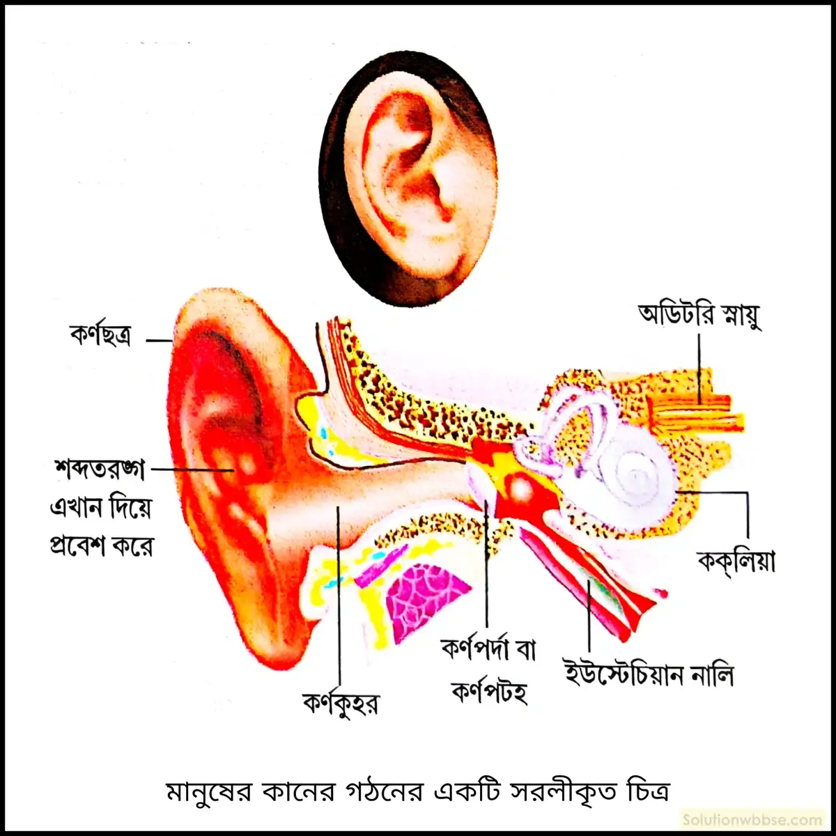 নবম শ্রেণী - ভৌতবিজ্ঞান - শব্দ - মানুষের কান ও শব্দ শোনার কৌশল - প্রশ্ন ও উত্তর 2 চিত্রসহ মানবকর্ণের বিভিন্ন অংশের গঠন বর্ণনা করো।