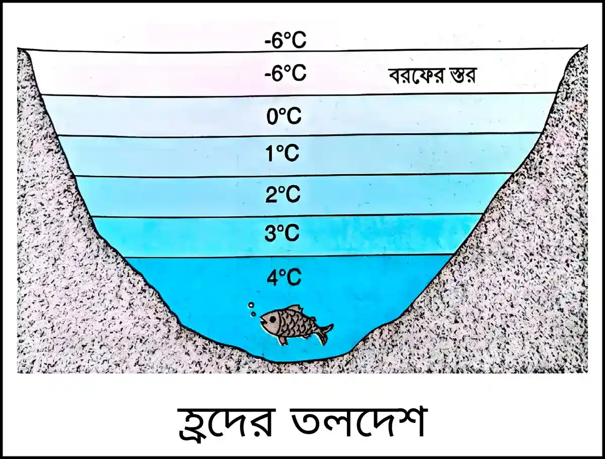 নবম শ্রেণী - ভৌতবিজ্ঞান - তাপ - জলের ব্যতিক্রান্ত প্রসারণ - প্রশ্ন ও উত্তর 7 একটি হ্রদের ওপর বরফ জমে আছে। ওপরের বায়ুর উষ্ণতা -6°C। বরফের ঠিক নীচে জলের উষ্ণতা এবং হ্রদের তলদেশে সর্বোচ্চ উষ্ণতা কত হতে পারে?