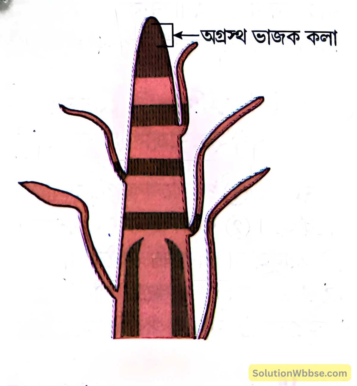 মাধ্যমিক – জীবন বিজ্ঞান – জীবজগতে নিয়ন্ত্রণ ও সমন্বয় – উদ্ভিদের সাড়াপ্রদান এবং রাসায়নিক সমন্বয় হরমোন – সংক্ষিপ্ত প্রশ্নোত্তর 2 অক্সিনের উৎস