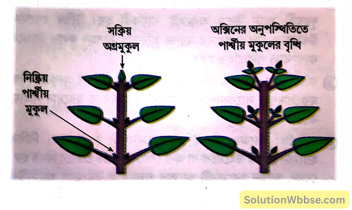 মাধ্যমিক জীবন বিজ্ঞান – জীবজগতে নিয়ন্ত্রণ ও সমন্বয় – উদ্ভিদের সাড়াপ্রদান এবং রাসায়নিক সমন্বয় হরমোন – রচনাধর্মী প্রশ্নোত্তর 2 অগ্রস্থ প্রকটতা