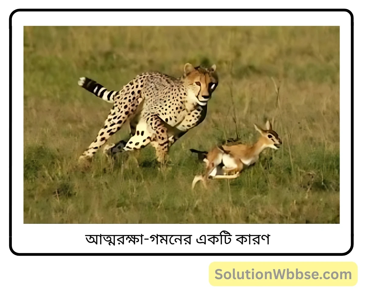মাধ্যমিক জীবন বিজ্ঞান – জীবজগতে নিয়ন্ত্রণ ও সমন্বয় – প্রাণীদের সাড়াপ্রদানের একটি প্রকার হিসেবে গমন – সংক্ষিপ্ত প্রশ্নোত্তর 2 আত্মরক্ষা-গমনের একটি কারণ