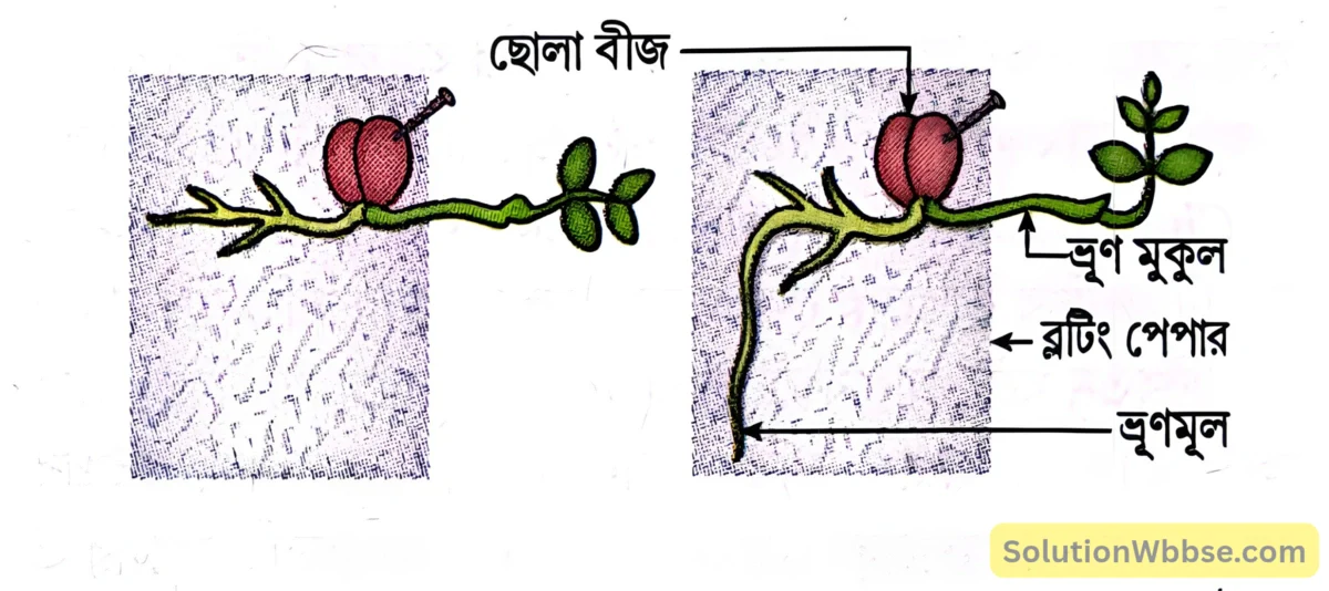 মাধ্যমিক জীবন বিজ্ঞান – জীবজগতে নিয়ন্ত্রণ ও সমন্বয় - উদ্ভিদের সংবেদনশীলতা এবং সাড়াপ্রদান - রচনাধর্মী প্রশ্নোত্তর 6 উদ্ভিদে জিওট্রপিক চলনের পরীক্ষা