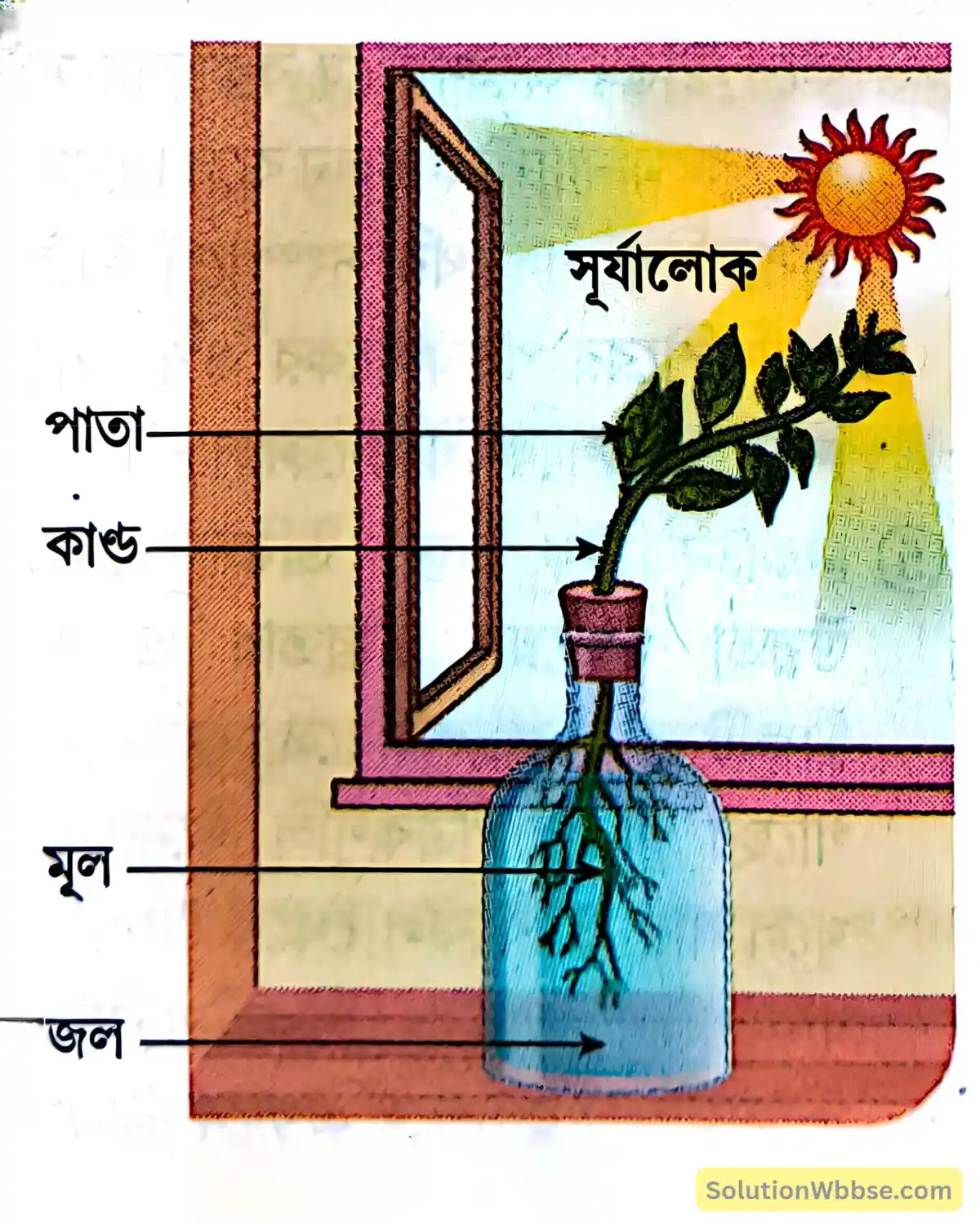 মাধ্যমিক জীবন বিজ্ঞান – জীবজগতে নিয়ন্ত্রণ ও সমন্বয় - উদ্ভিদের সংবেদনশীলতা এবং সাড়াপ্রদান - রচনাধর্মী প্রশ্নোত্তর 5 উদ্ভিদে ফোটোট্রপিক চলনের পরীক্ষা