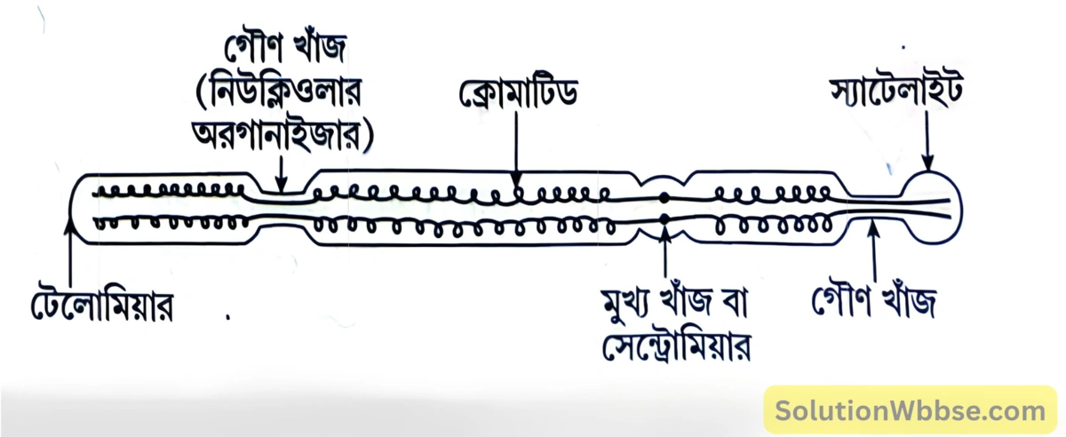 মাধ্যমিক জীবন বিজ্ঞান - জীবনের প্রবহমানতা - কোশ বিভাজন ও কোশচক্র - রচনাধর্মী প্রশ্নোত্তর 5 একটি আদর্শ ক্রোমোজোমের ভৌত গঠন