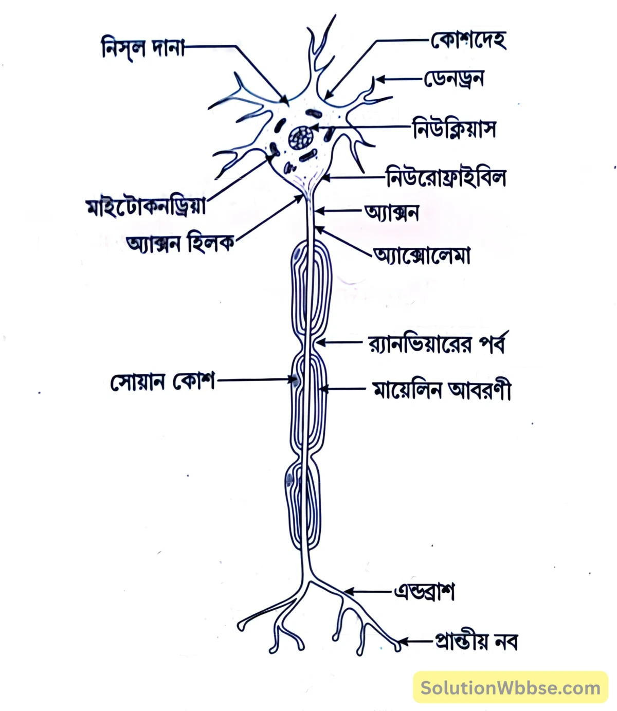 মাধ্যমিক জীবন বিজ্ঞান – জীবজগতে নিয়ন্ত্রণ ও সমন্বয় – প্রাণীদের সাড়াপ্রদান ও ভৌত সমন্বয় - স্নায়ুতন্ত্র - রচনাধর্মী প্রশ্নোত্তর 4 একটি আদর্শ নিউরোন