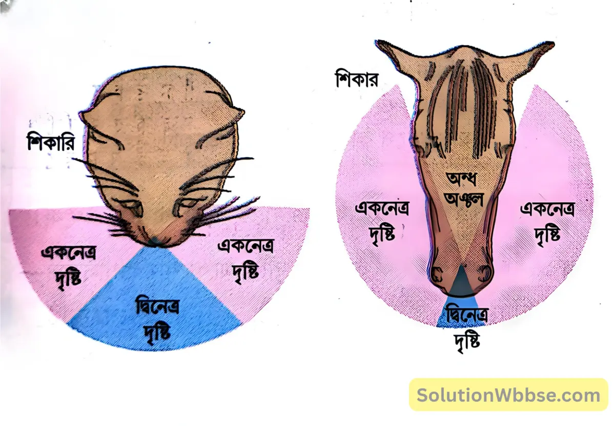 মাধ্যমিক জীবন বিজ্ঞান - জীবজগতে নিয়ন্ত্রণ ও সমন্বয় - প্রাণীদের সাড়াপ্রদান ও ভৌত সমন্বয় - স্নায়ুতন্ত্র - সংক্ষিপ্ত প্রশ্নোত্তর 10 একনেত্র দৃষ্টি ও দ্বিনেত্র দৃষ্টি