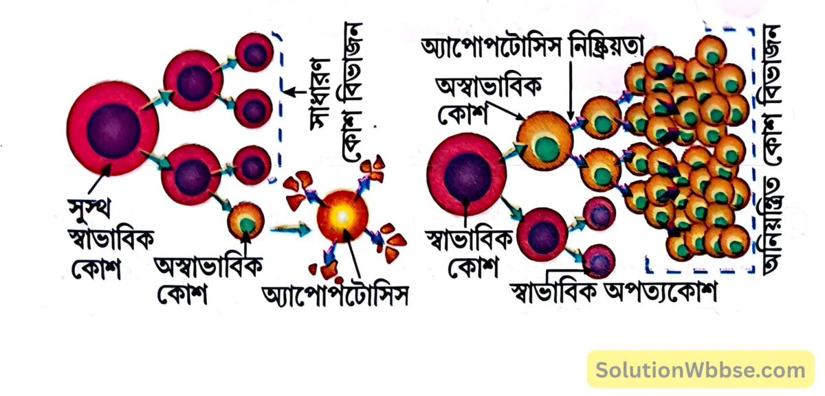 মাধ্যমিক জীবন বিজ্ঞান - জীবনের প্রবহমানতা - কোশ বিভাজন ও কোশচক্র - রচনাধর্মী প্রশ্নোত্তর 7 কোশচক্রের গুরুত্ব
