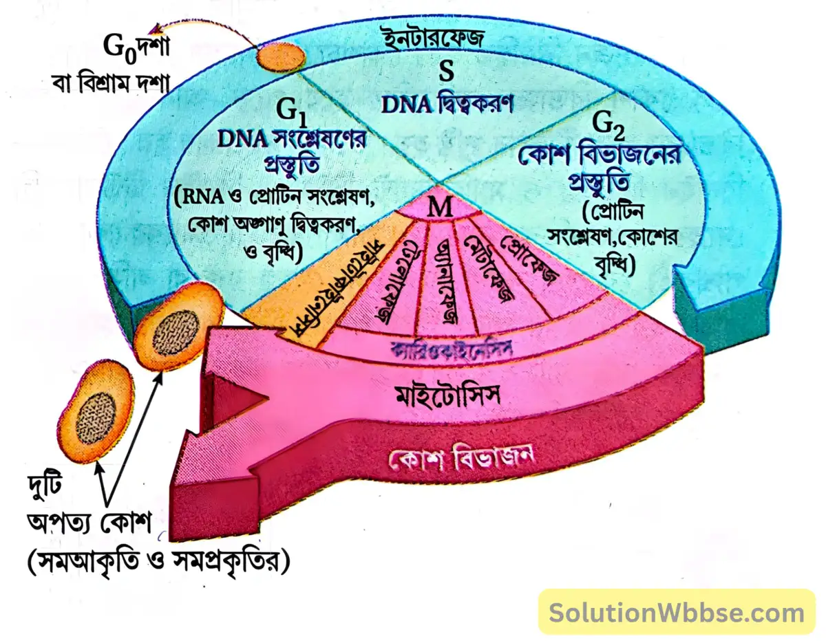 মাধ্যমিক জীবন বিজ্ঞান - জীবনের প্রবহমানতা - কোশ বিভাজন ও কোশচক্র - রচনাধর্মী প্রশ্নোত্তর 6 কোশচক্রের বিভিন্ন দশা