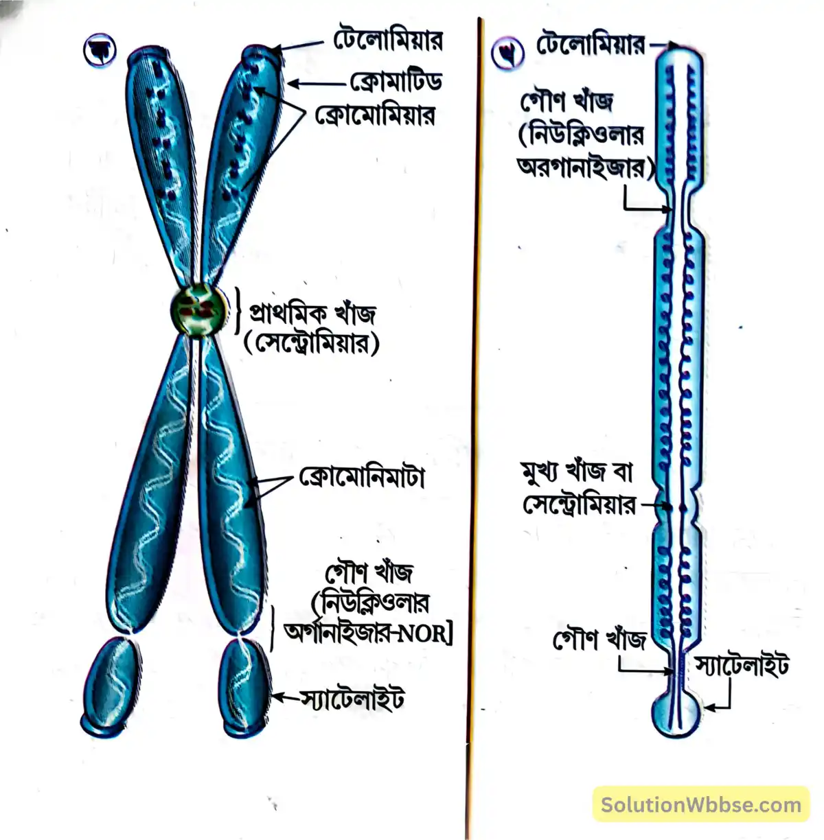 মাধ্যমিক জীবন বিজ্ঞান - জীবনের প্রবহমানতা - কোশ বিভাজন ও কোশচক্র - রচনাধর্মী প্রশ্নোত্তর 2 ক্রোমোজোমের ভৌত গঠন - (ক) ত্রিমাত্রিক গঠন (মেটাফেজ), (খ) রৈখিক গঠন