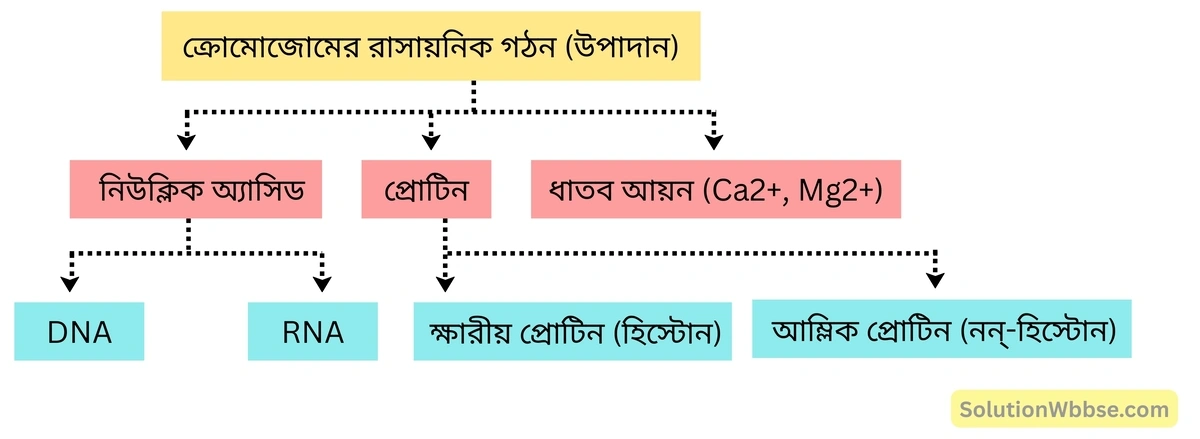 মাধ্যমিক জীবন বিজ্ঞান - জীবনের প্রবহমানতা - কোশ বিভাজন ও কোশচক্র - রচনাধর্মী প্রশ্নোত্তর 4 ক্রোমোজোমের রাসায়নিক গঠন একটি ছক