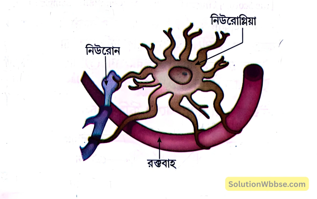 মাধ্যমিক জীবন বিজ্ঞান – জীবজগতে নিয়ন্ত্রণ ও সমন্বয় – প্রাণীদের সাড়াপ্রদান ও ভৌত সমন্বয় - স্নায়ুতন্ত্র - রচনাধর্মী প্রশ্নোত্তর 3 নিউরোগ্লিয়া ও নিউরোন