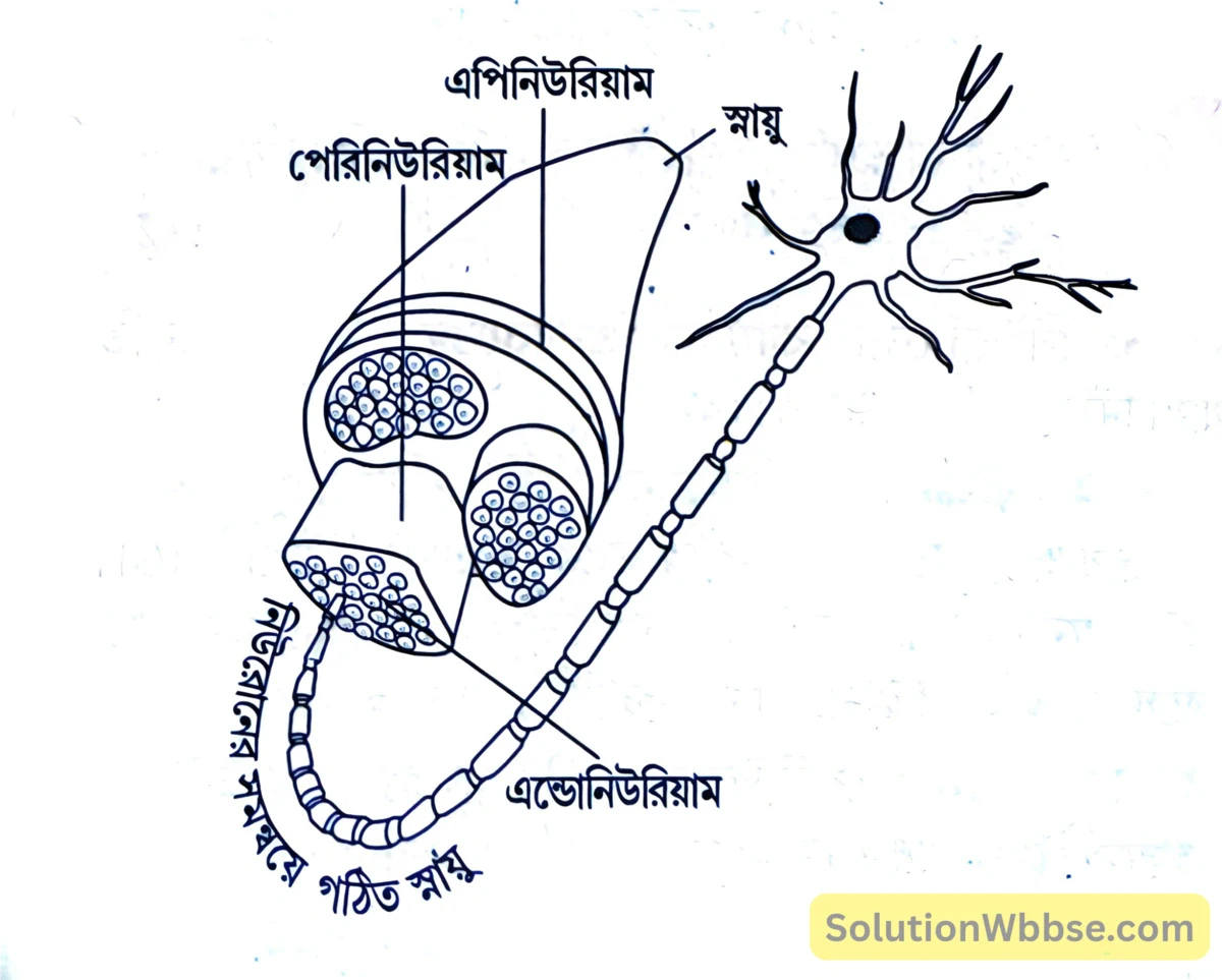 মাধ্যমিক জীবন বিজ্ঞান – জীবজগতে নিয়ন্ত্রণ ও সমন্বয় – প্রাণীদের সাড়াপ্রদান ও ভৌত সমন্বয় - স্নায়ুতন্ত্র - রচনাধর্মী প্রশ্নোত্তর 5 নিউরোন ও স্নায়ুর সম্পর্ক