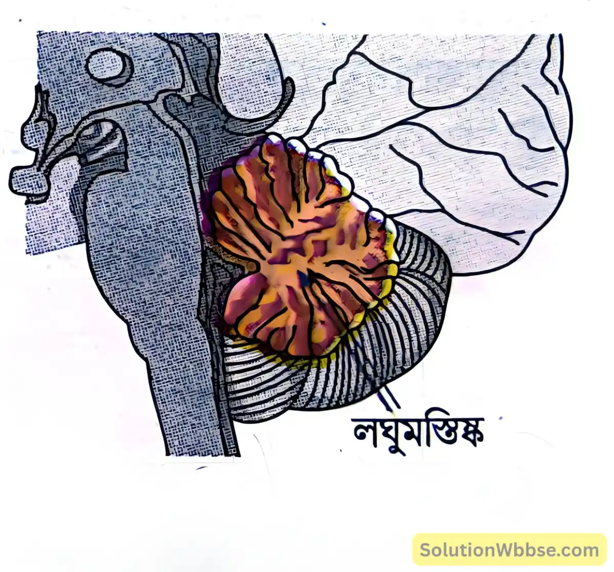 মাধ্যমিক জীবন বিজ্ঞান - জীবজগতে নিয়ন্ত্রণ ও সমন্বয় - প্রাণীদের সাড়াপ্রদান ও ভৌত সমন্বয় - স্নায়ুতন্ত্র - সংক্ষিপ্ত প্রশ্নোত্তর 7 পশ্চাদ্ মস্তিষ্কের কয়েকটি অংশ..