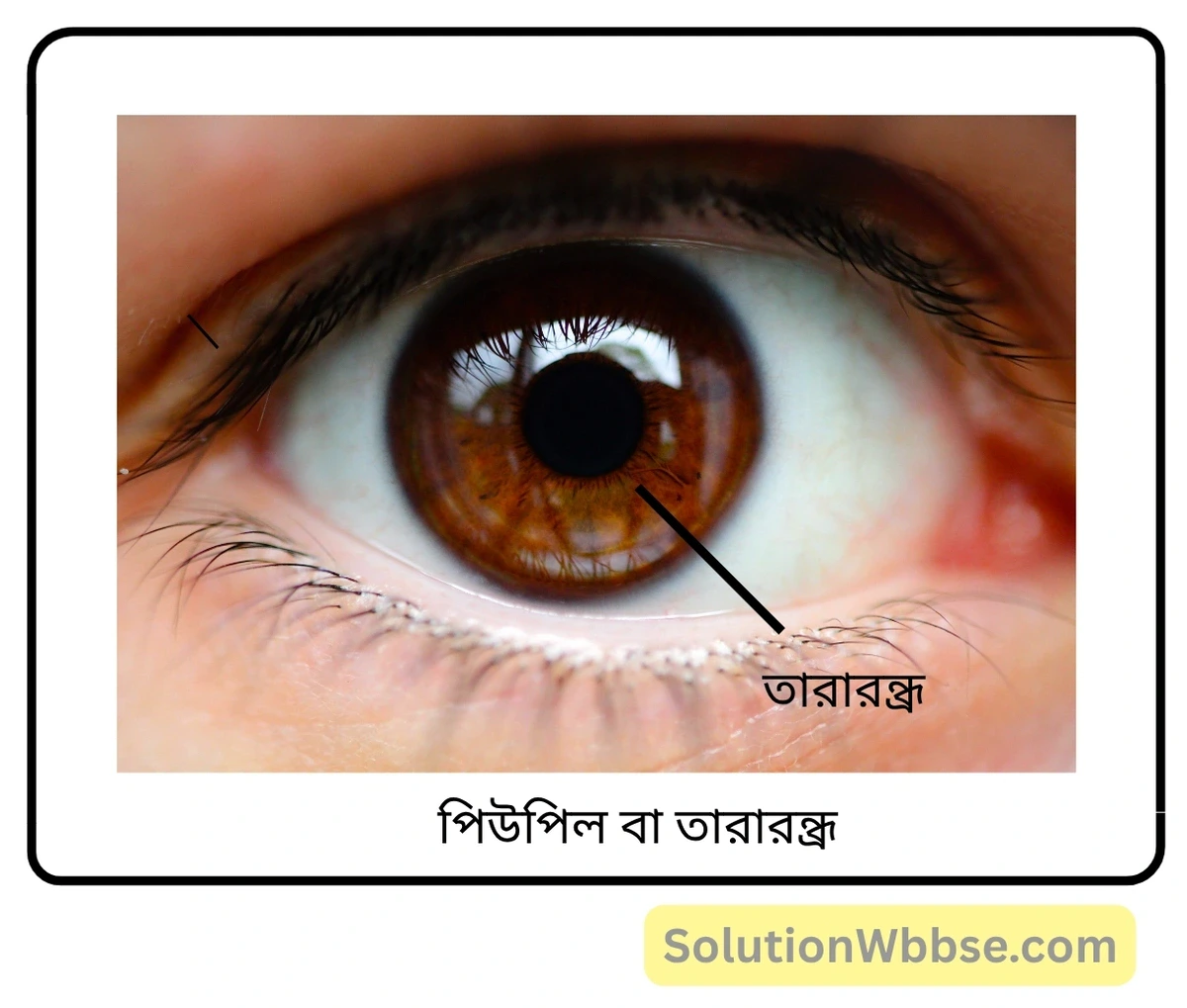 মাধ্যমিক জীবন বিজ্ঞান – জীবজগতে নিয়ন্ত্রণ ও সমন্বয় – প্রাণীদের সাড়াপ্রদান ও ভৌত সমন্বয় - স্নায়ুতন্ত্র – অতিসংক্ষিপ্ত প্রশ্নোত্তর 2 পিউপিল বা তারারন্ধ্র