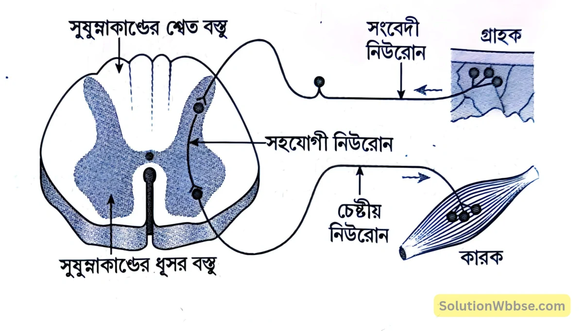 মাধ্যমিক জীবন বিজ্ঞান – জীবজগতে নিয়ন্ত্রণ ও সমন্বয় – প্রাণীদের সাড়াপ্রদান ও ভৌত সমন্বয় - স্নায়ুতন্ত্র - রচনাধর্মী প্রশ্নোত্তর 12 প্রতিবর্ত পথ