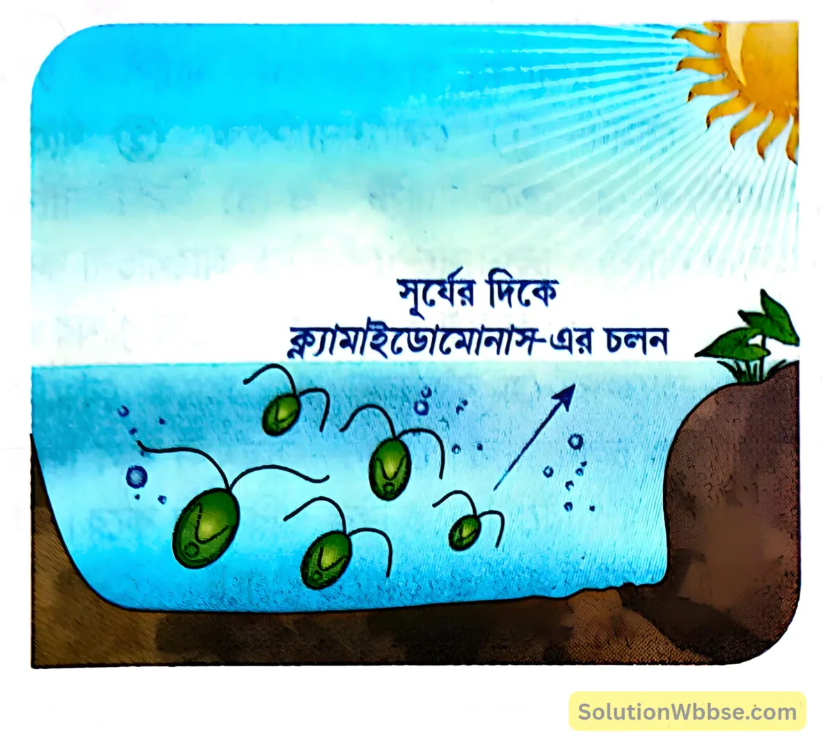 মাধ্যমিক জীবন বিজ্ঞান – জীবজগতে নিয়ন্ত্রণ ও সমন্বয় - উদ্ভিদের সংবেদনশীলতা এবং সাড়াপ্রদান - রচনাধর্মী প্রশ্নোত্তর 4 ফোটোট্যাকটিক চলন