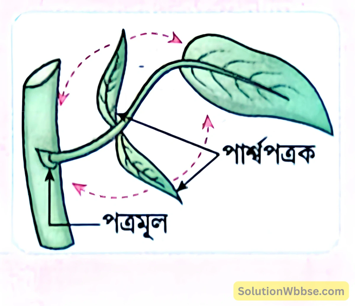 মাধ্যমিক জীবন বিজ্ঞান – জীবজগতে নিয়ন্ত্রণ ও সমন্বয় – উদ্ভিদের সংবেদনশীলতা এবং সাড়াপ্রদান – অতিসংক্ষিপ্ত প্রশ্নোত্তর 2 বনচাঁড়ালের পত্রকের চলন