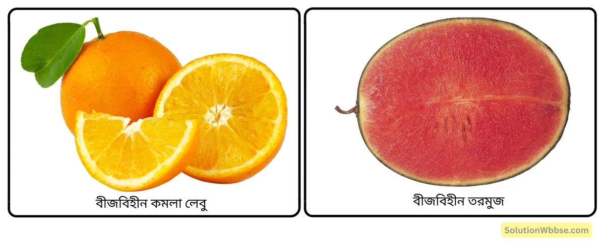 মাধ্যমিক – জীবন বিজ্ঞান – জীবজগতে নিয়ন্ত্রণ ও সমন্বয় – উদ্ভিদের সাড়াপ্রদান এবং রাসায়নিক সমন্বয় হরমোন – সংক্ষিপ্ত প্রশ্নোত্তর 3 বীজবিহীন ফল