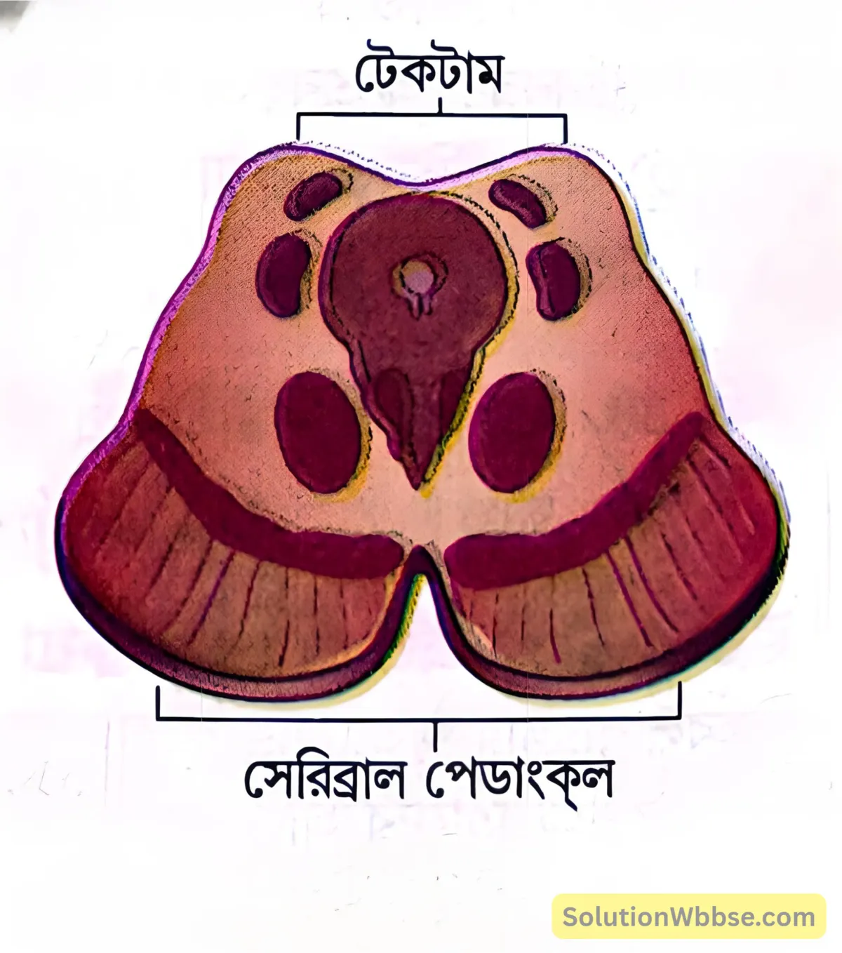 মাধ্যমিক জীবন বিজ্ঞান - জীবজগতে নিয়ন্ত্রণ ও সমন্বয় - প্রাণীদের সাড়াপ্রদান ও ভৌত সমন্বয় - স্নায়ুতন্ত্র - সংক্ষিপ্ত প্রশ্নোত্তর 6 মধ্যমস্তিষ্ক