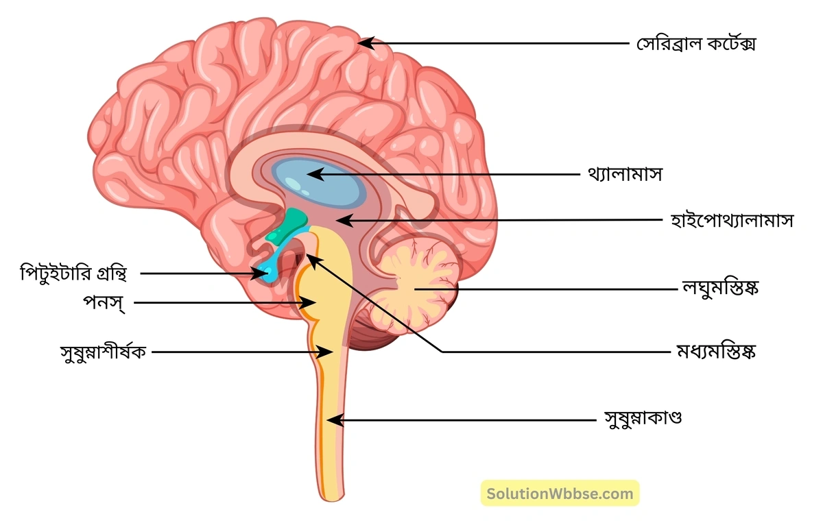 মাধ্যমিক জীবন বিজ্ঞান – জীবজগতে নিয়ন্ত্রণ ও সমন্বয় – প্রাণীদের সাড়াপ্রদান ও ভৌত সমন্বয় - স্নায়ুতন্ত্র - রচনাধর্মী প্রশ্নোত্তর 8 মস্তিষ্কের বিভিন্ন অংশ