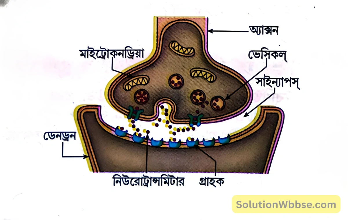 মাধ্যমিক জীবন বিজ্ঞান - জীবজগতে নিয়ন্ত্রণ ও সমন্বয় - প্রাণীদের সাড়াপ্রদান ও ভৌত সমন্বয় - স্নায়ুতন্ত্র - সংক্ষিপ্ত প্রশ্নোত্তর 3 সাইন্যাপস