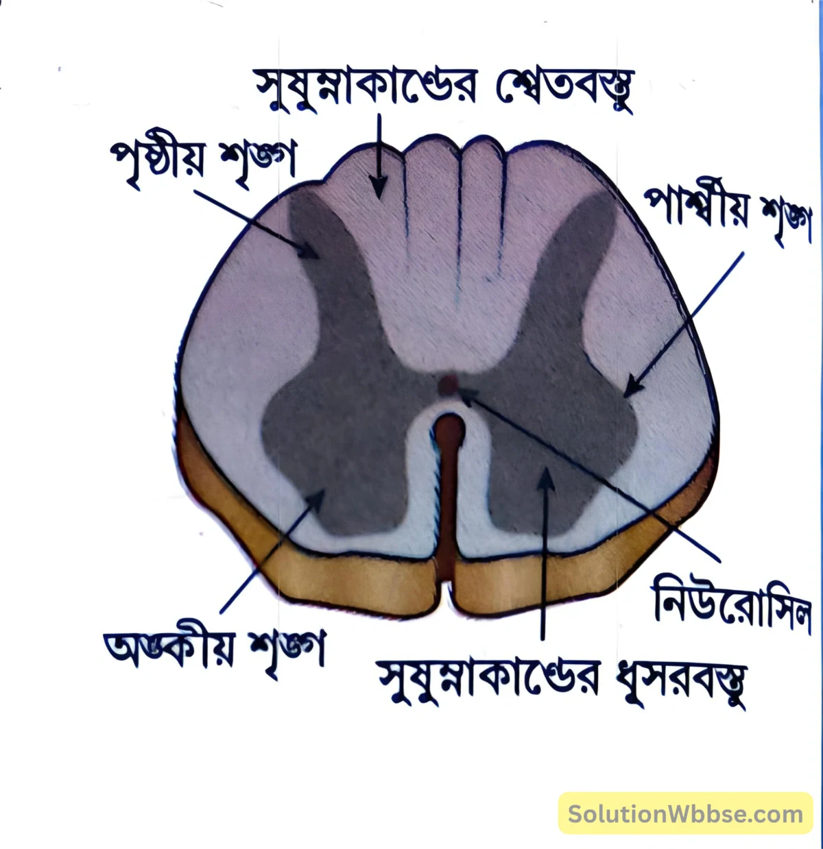 মাধ্যমিক জীবন বিজ্ঞান – জীবজগতে নিয়ন্ত্রণ ও সমন্বয় – প্রাণীদের সাড়াপ্রদান ও ভৌত সমন্বয় - স্নায়ুতন্ত্র - রচনাধর্মী প্রশ্নোত্তর 11 সুষুম্নাকান্ডের প্রস্থচ্ছেদ