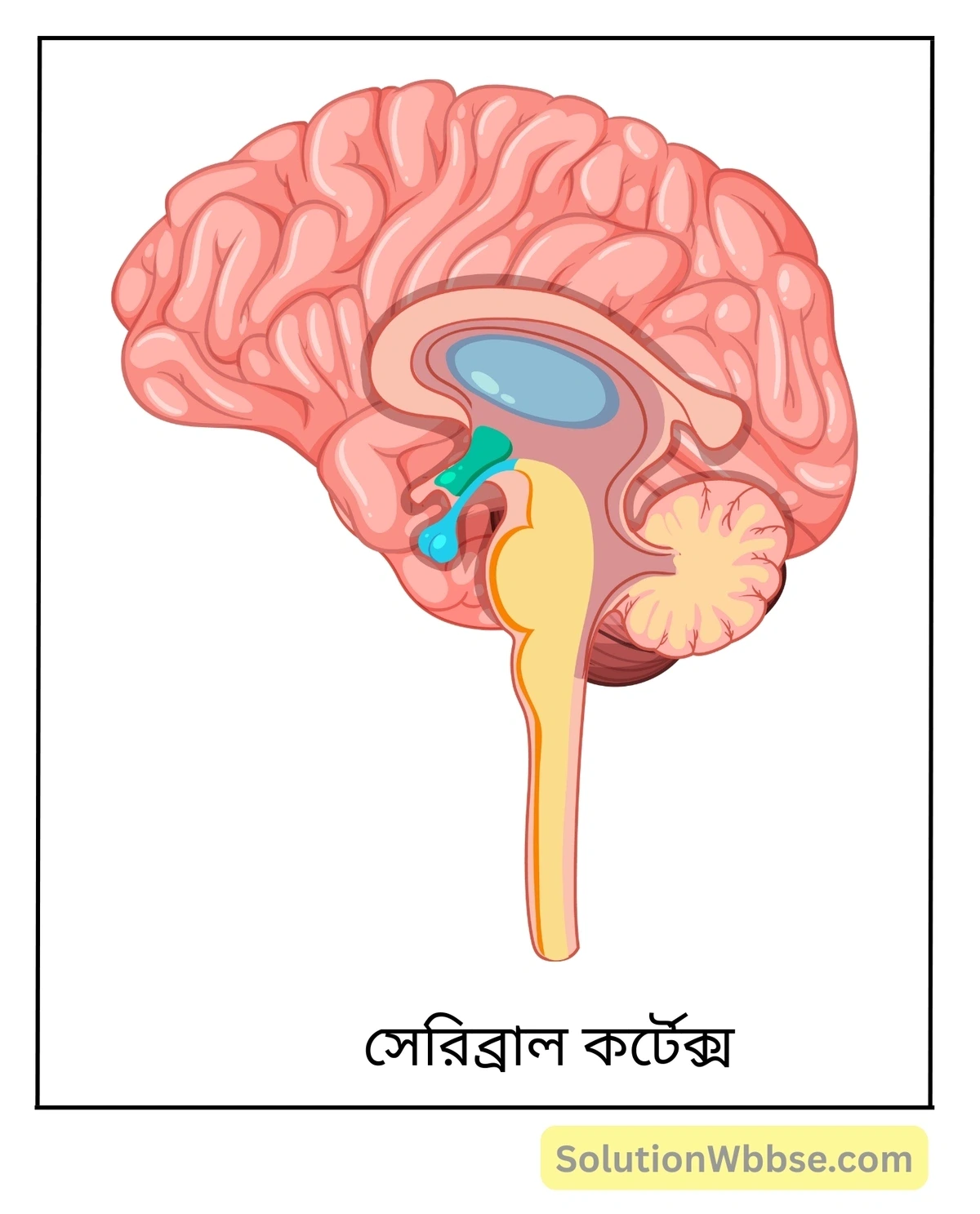 মাধ্যমিক জীবন বিজ্ঞান - জীবজগতে নিয়ন্ত্রণ ও সমন্বয় - প্রাণীদের সাড়াপ্রদান ও ভৌত সমন্বয় - স্নায়ুতন্ত্র - সংক্ষিপ্ত প্রশ্নোত্তর 5 সেরিব্রাল কর্টেক্স কী
