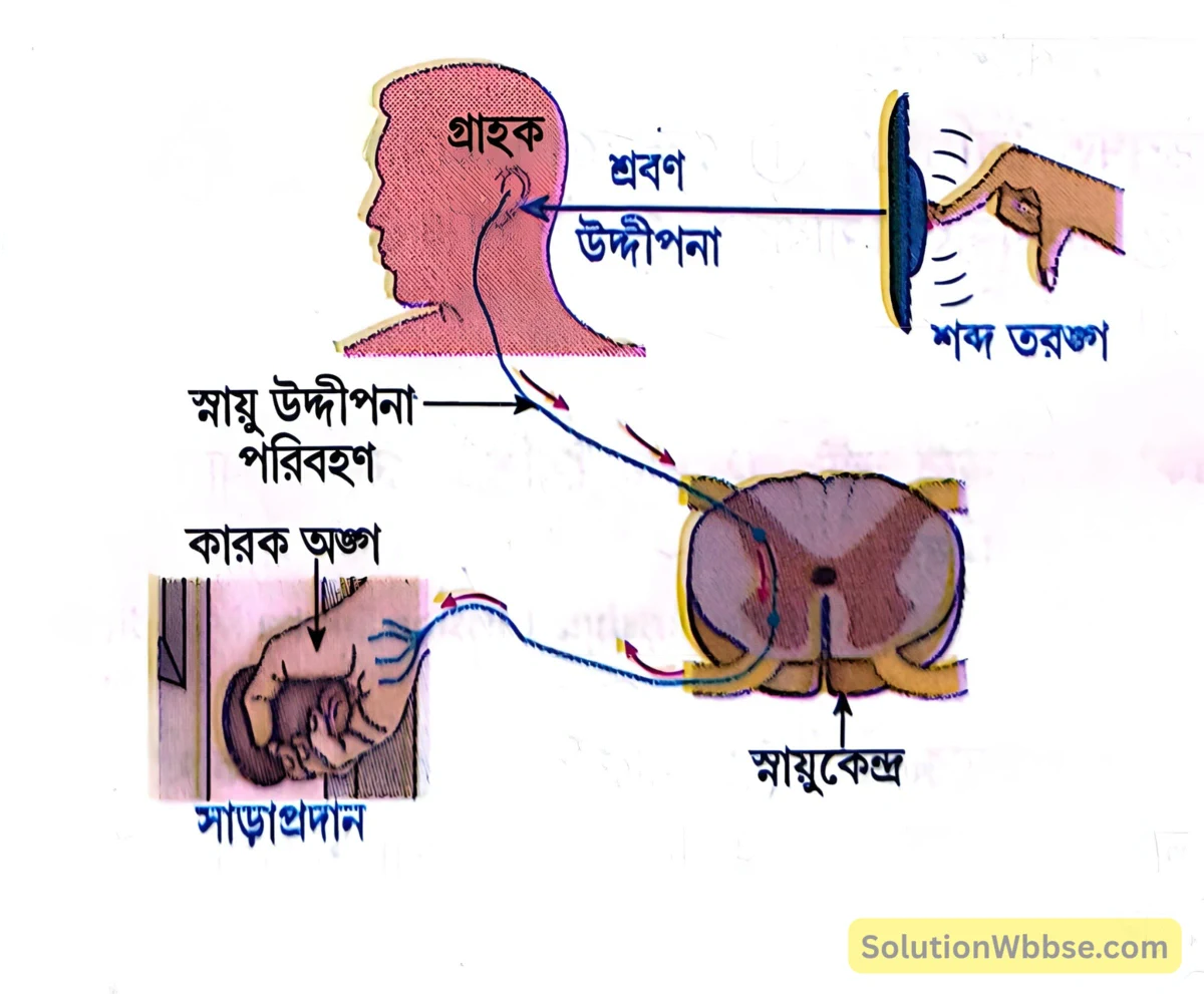 মাধ্যমিক জীবন বিজ্ঞান - জীবজগতে নিয়ন্ত্রণ ও সমন্বয় - প্রাণীদের সাড়াপ্রদান ও ভৌত সমন্বয় - স্নায়ুতন্ত্র - সংক্ষিপ্ত প্রশ্নোত্তর 2 স্নায়বিক পথটি একটি শব্দছক