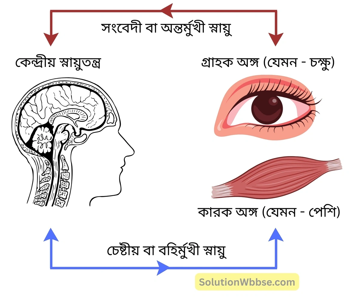 মাধ্যমিক জীবন বিজ্ঞান – জীবজগতে নিয়ন্ত্রণ ও সমন্বয় – প্রাণীদের সাড়াপ্রদান ও ভৌত সমন্বয় - স্নায়ুতন্ত্র - রচনাধর্মী প্রশ্নোত্তর 2 স্নায়বিক পথ