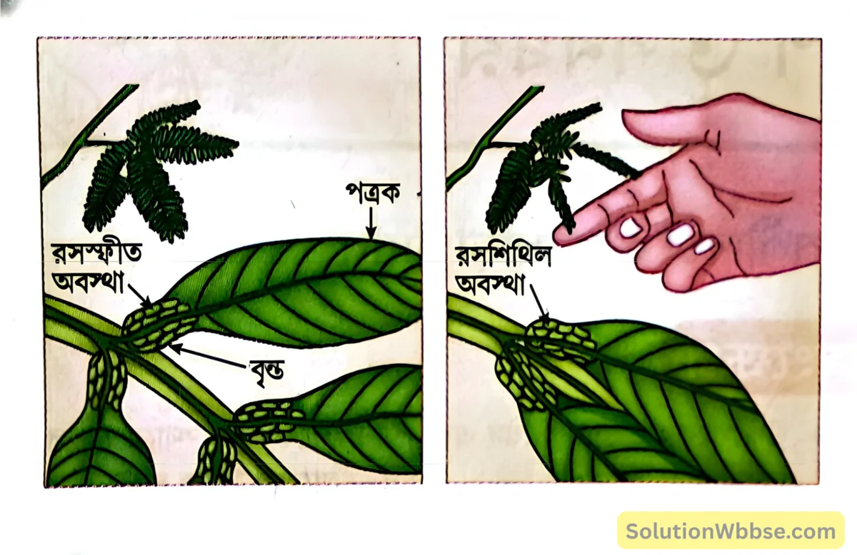 মাধ্যমিক জীবন বিজ্ঞান – জীবজগতে নিয়ন্ত্রণ ও সমন্বয় - উদ্ভিদের সংবেদনশীলতা এবং সাড়াপ্রদান - রচনাধর্মী প্রশ্নোত্তর 2 স্পর্শজনিত ন্যাস্টিক চলন