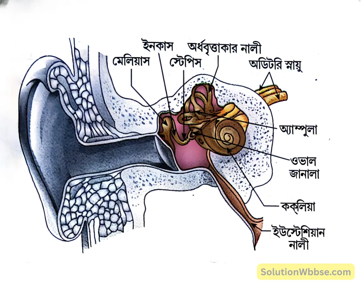 অন্তঃকর্ণ 