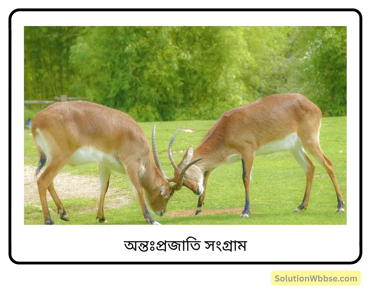 মাধ্যমিক জীবন বিজ্ঞান – অভিব্যক্তি ও অভিযোজন – অভিব্যক্তি – রচনাধর্মী প্রশ্নোত্তর 5 অন্তঃপ্রজাতি সংগ্রাম-