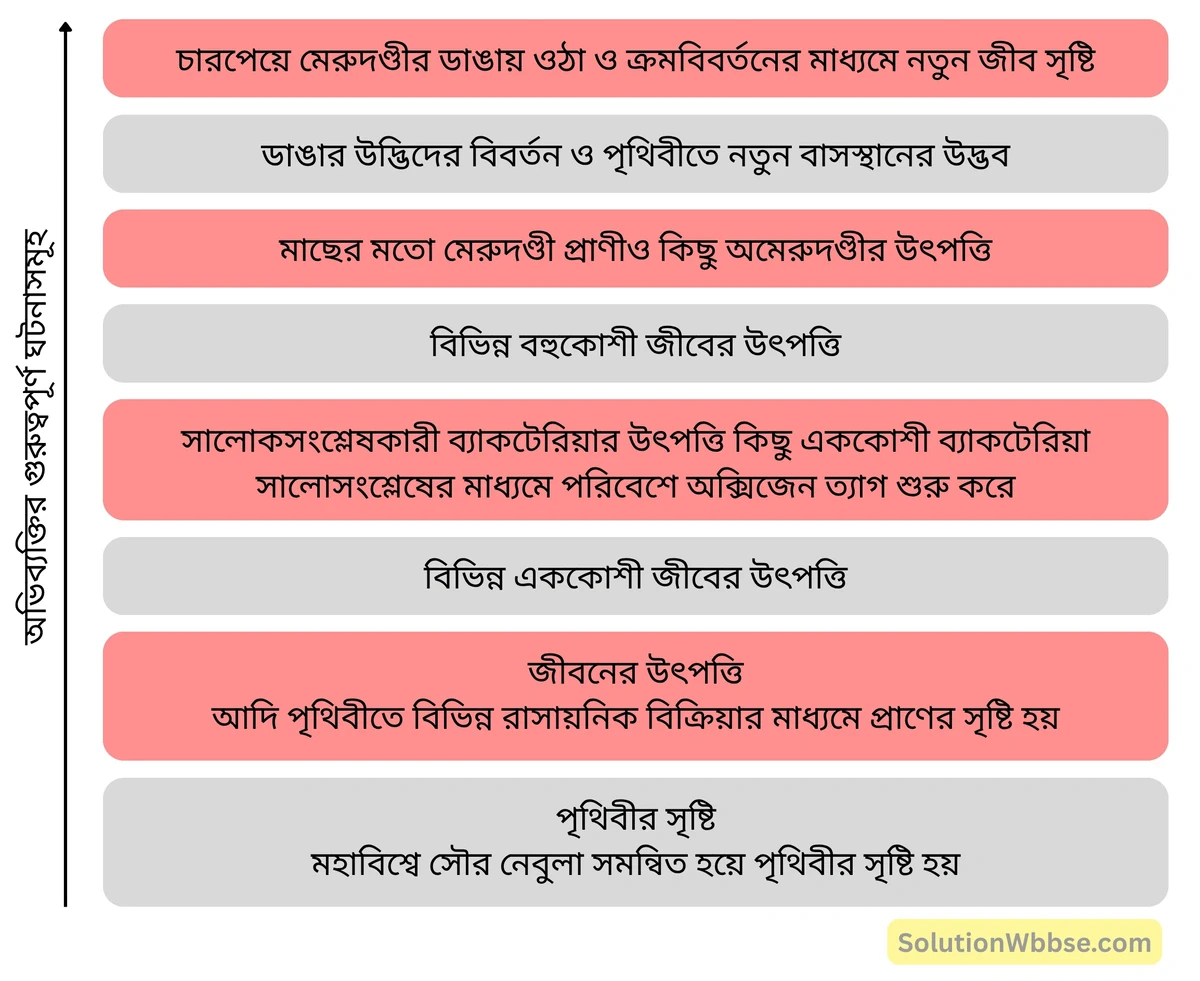 মাধ্যমিক জীবন বিজ্ঞান – অভিব্যক্তি ও অভিযোজন – অভিব্যক্তি – রচনাধর্মী প্রশ্নোত্তর 3 অভিব্যক্তির মুখ্য ঘটনাসমূহের একটি পর্যায়চিত্র-