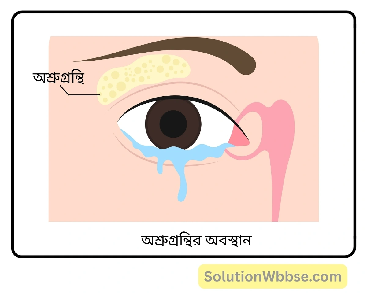 মাধ্যমিক জীবন বিজ্ঞান - জীবজগতে নিয়ন্ত্রণ ও সমন্বয় - প্রাণীদের সাড়াপ্রদান ও ভৌত সমন্বয় - স্নায়ুতন্ত্র - সংক্ষিপ্ত প্রশ্নোত্তর 9 অশ্রুগ্রন্থি-