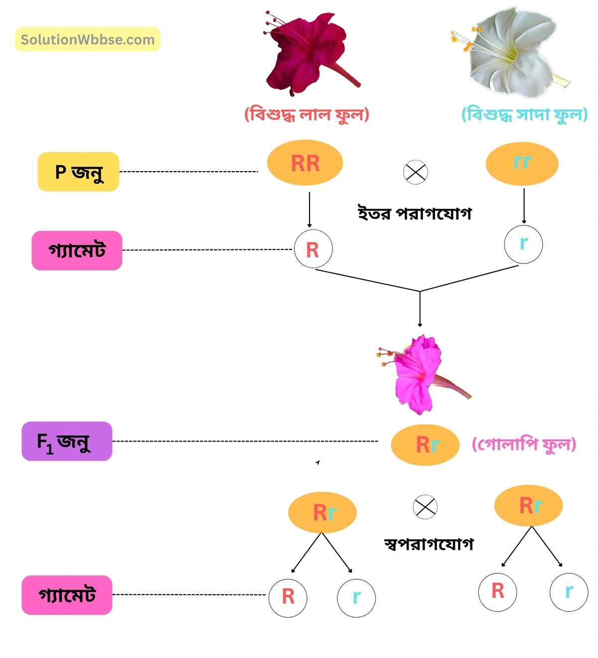 অসম্পূর্ণ প্রকটতা-