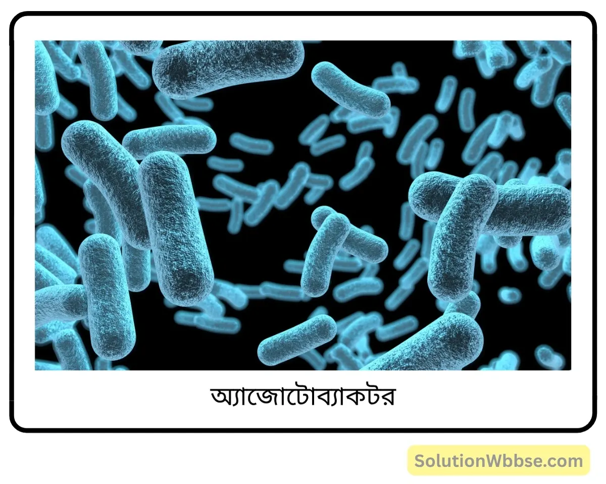 মাধ্যমিক জীবন বিজ্ঞান - পরিবেশ তার সম্পদ এবং তাদের সংরক্ষণ - নাইট্রোজেন চক্র - রচনাধর্মী প্রশ্নোত্তর 4 অ্যাজোটোব্যাকটর-
