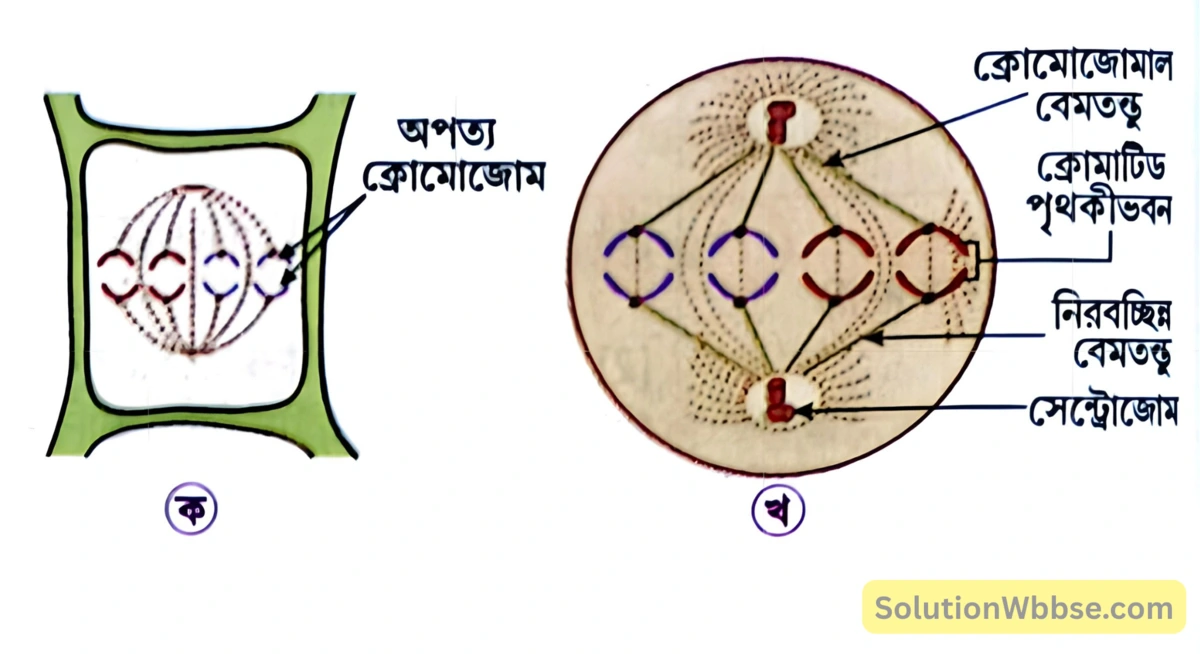 মাধ্যমিক জীবন বিজ্ঞান - জীবনের প্রবহমানতা - কোশ বিভাজন ও কোশচক্র - রচনাধর্মী প্রশ্নোত্তর 11 অ্যানাফেজ - উদ্ভিদকোশে, প্রাণীকোশে