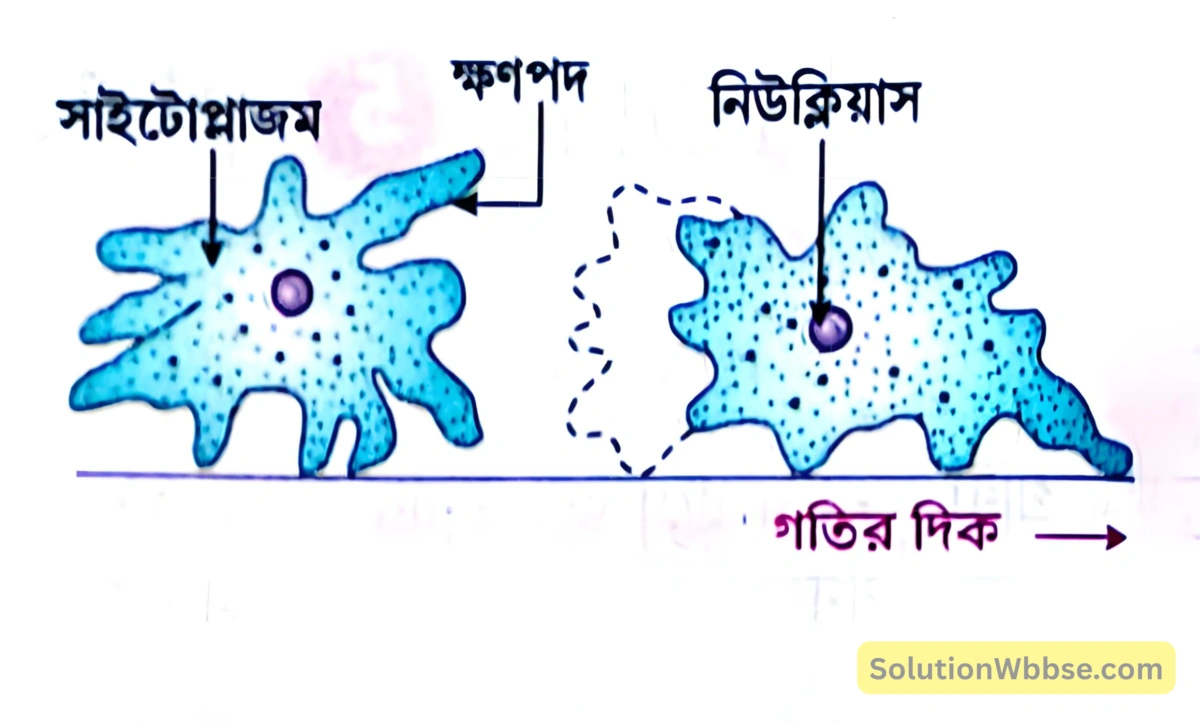 অ্যামিবার গমন