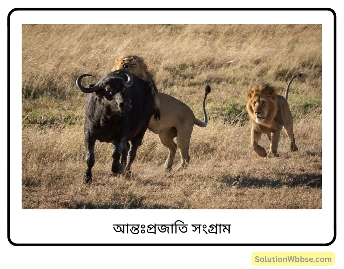 মাধ্যমিক জীবন বিজ্ঞান – অভিব্যক্তি ও অভিযোজন – অভিব্যক্তি – রচনাধর্মী প্রশ্নোত্তর 6 আন্তঃপ্রজাতি সংগ্রাম-