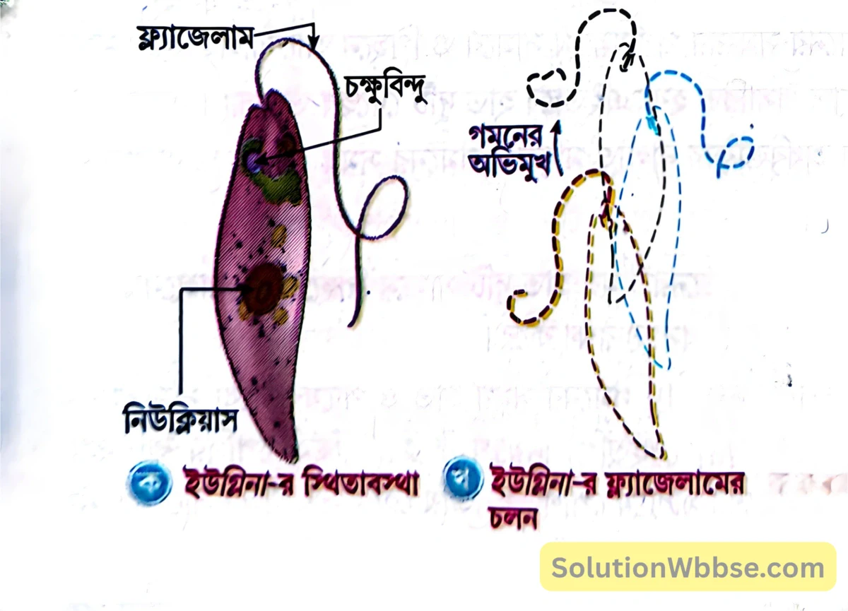 ইউমিনার ফ্ল্যাজেলা-নির্ভর গমন