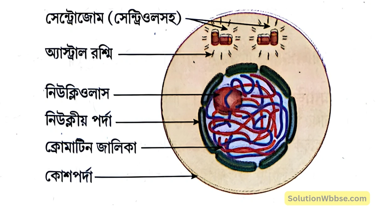ইনটারফেজ দশা -