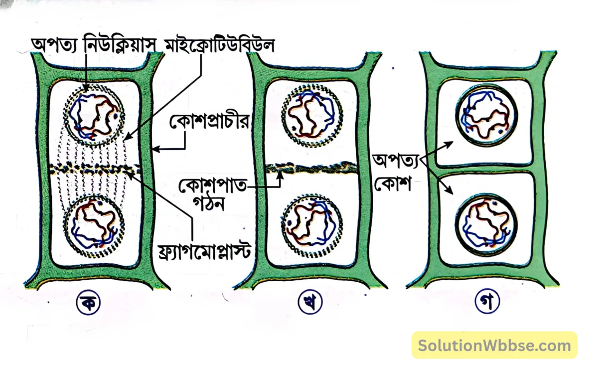 মাধ্যমিক জীবন বিজ্ঞান - জীবনের প্রবহমানতা - কোশ বিভাজন ও কোশচক্র - রচনাধর্মী প্রশ্নোত্তর 14 উদ্ভিদকোশের সাইটোকাইনেসিস