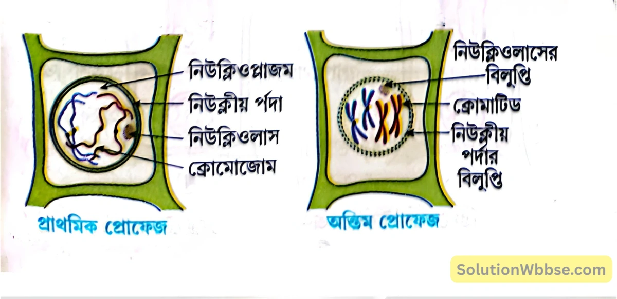 মাধ্যমিক জীবন বিজ্ঞান - জীবনের প্রবহমানতা - কোশ বিভাজন ও কোশচক্র - রচনাধর্মী প্রশ্নোত্তর 8 উদ্ভিদকোশে প্রোফেজ